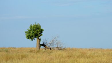 Woche der Wiederbelebung im Kreis Mettmann | erkrath.jetzt