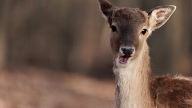 Neue Informationstafel aufgestellt: „Wölbäcker im Wendhäuser Wald“