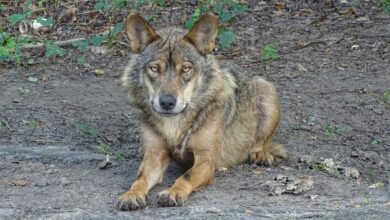 Landrat fordert Schutzstatus für Wolf herabzusetzen