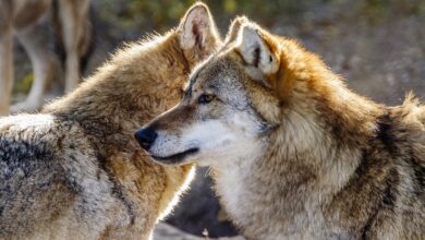 Autofahrer kollidiert auf der A24 bei Parchim mit Wolf | NDR.de - Nachrichten - Mecklenburg-Vorpommern