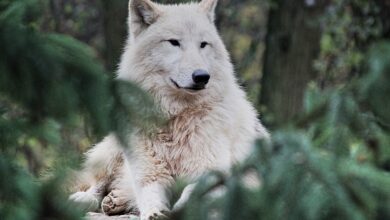 Wolfsburgs Frauen vor Einzug in die Champions League