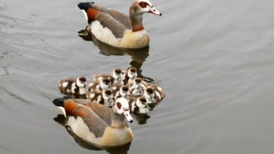 Wolfenbüttel: Schock-Moment bei Geburt! Eine Familie braucht Hilfe