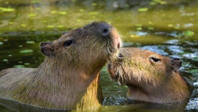 Capybara in England entlaufen - Zoo bittet um Hilfe