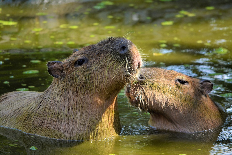 Capybara in England entlaufen - Zoo bittet um Hilfe