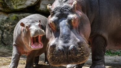 Zoo Berlin muss eingreifen - es geht um Baby-Hippo Toni