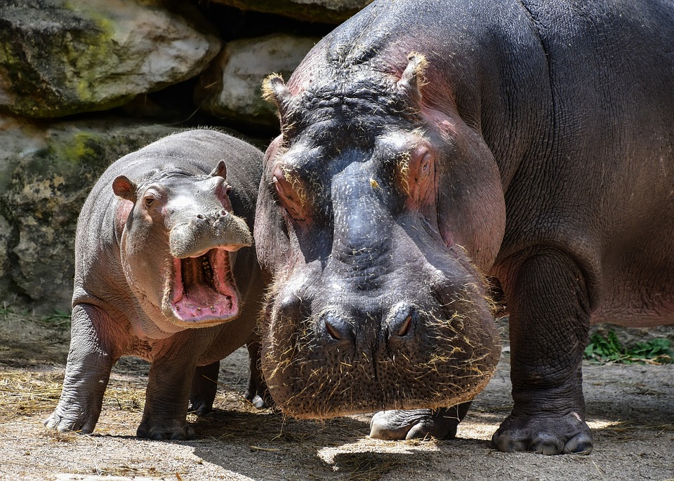 Zoo Berlin muss eingreifen - es geht um Baby-Hippo Toni