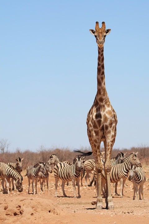 Giraffe im Zoo Karlsruhe geborenErstes Jungtier seit 2015Auf Roter Liste als stark gefährdet geführt