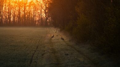 AWO wirft dem Oberbürgermeister "Unwissenheit" vor – Vogel kontert die Kritik