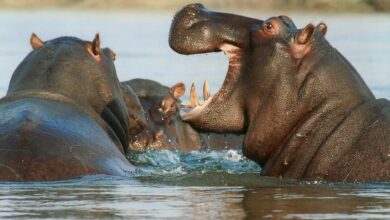 Radio HerfordChonburi | Ein Zwerghippo geht viral - Wie Moo Deng zum It-Girl wurdeNicht nur der Berliner Zoo hat mit Zwerghippo Toni einen Hype entfacht - 
auch in Thailand geht ein Mini-Flusspferd viral: Moo Deng ist eine....vor 30 Minuten