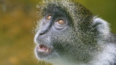 Zoo Leipzig: Große Aufregung! Mitarbeiter traut seinen Augen kaum – „Was ist das?“