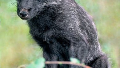 Das Geheimnis von Silber - DER AKTIONÄR