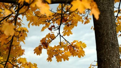 Temperaturen sinken nächste Woche in Nordrhein-Westfalen