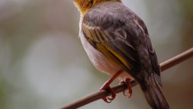 POL-DA: Höchst im Odenwald: Mehrere betrügerische Anrufe von Kriminellen