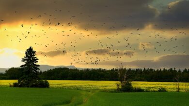 Erhalt der Natur muss Vorrang in der Politik bekommen