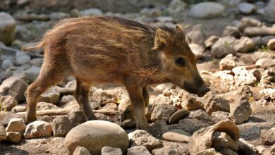 Wildschwein-Virus: Neuer Fall in Deutschland