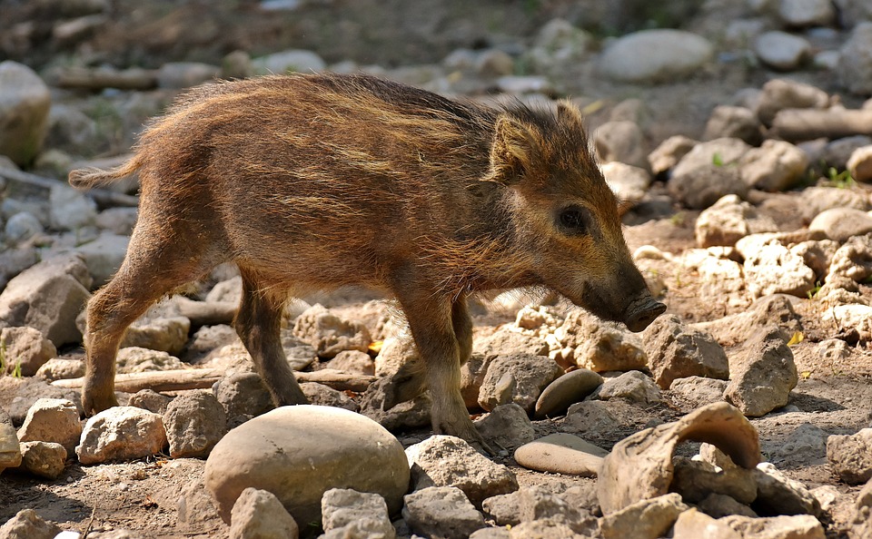 Wildschwein-Virus: Neuer Fall in Deutschland