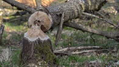 Auto kracht bei Buchbach am frühen Freitagmorgen (25. Oktober) in Gartenzaun.