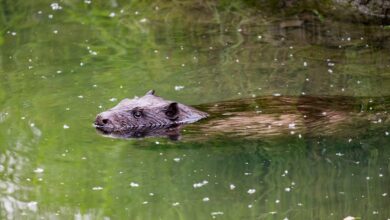 Oberallgäu: Bund Naturschutz klagt gegen Biber-Abschuss - Radio Fantasy