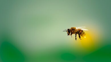 SR.de: Spielerisch die digitale Welt entdecken: Kitakinder lernen mit Bienenrobotern