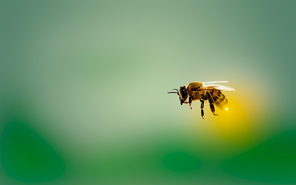 SR.de: Spielerisch die digitale Welt entdecken: Kitakinder lernen mit Bienenrobotern