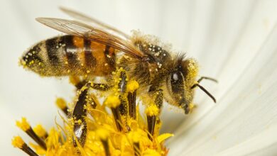 Biowetter Troisdorf heute: Pollenflug aktuell und witterungsbedingter Einfluss auf Ihr Wohlbefinden