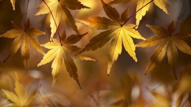 Zehn atemberaubende Orte für einen schönen Herbstausflug in Bayern