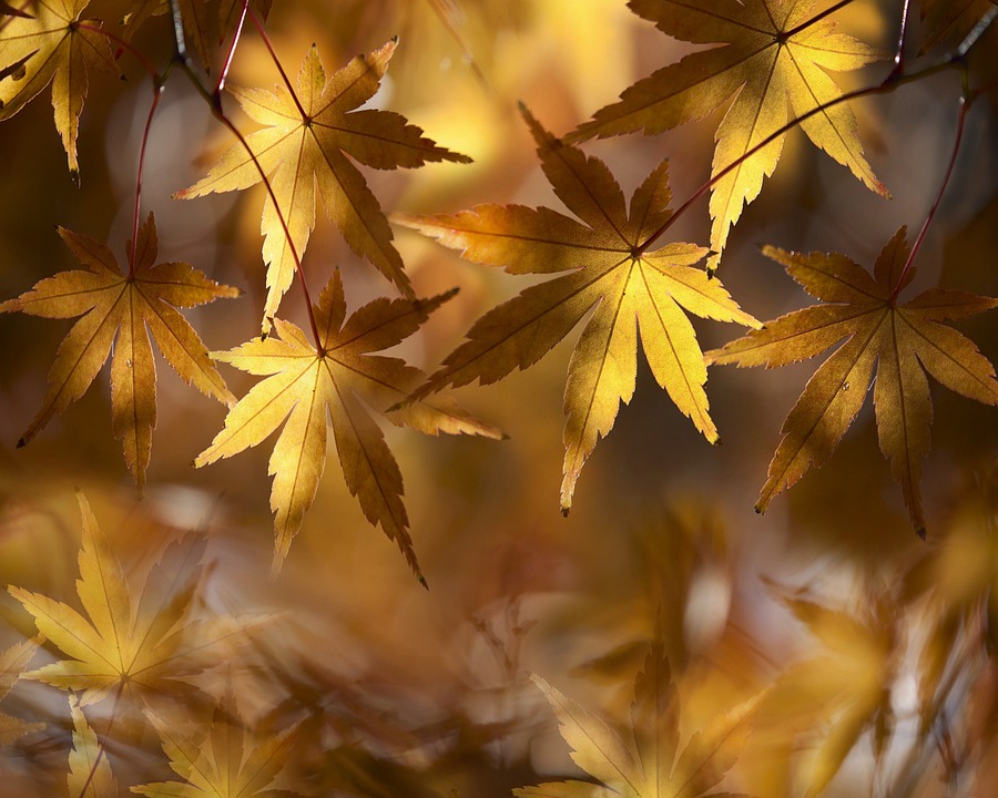 Zehn atemberaubende Orte für einen schönen Herbstausflug in Bayern