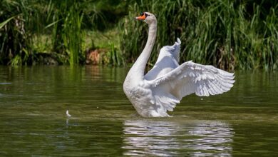 Nach weiterem möglichen Vorfall – Feuerwehr bringt Jungschwan in Sicherheit