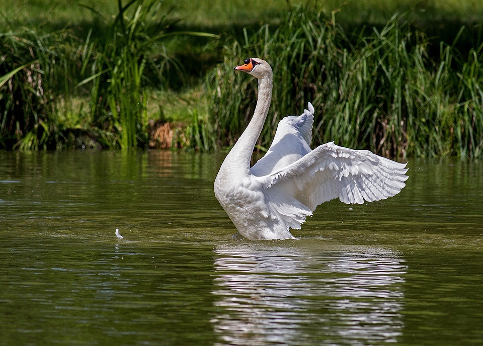 Nach weiterem möglichen Vorfall – Feuerwehr bringt Jungschwan in Sicherheit