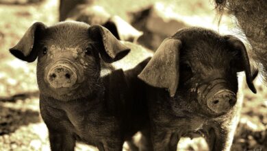 Schweinebauer erhält für Ausbau des Stalls Fördergelder