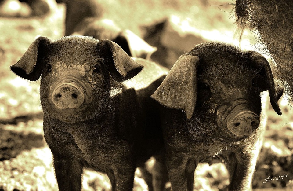 Schweinebauer erhält für Ausbau des Stalls Fördergelder