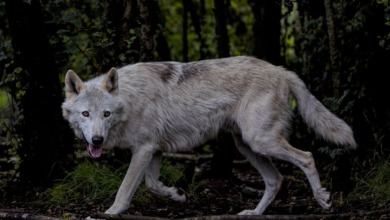 Hamburg & Schleswig-Holstein: FDP: Romantisierung des Wolfes hat ein Ende