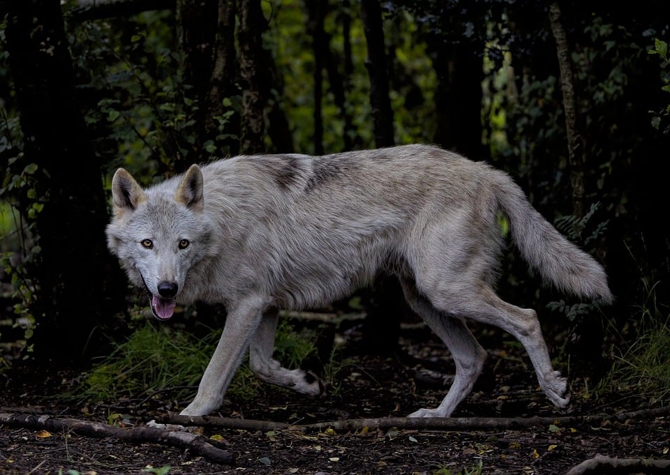 Hamburg & Schleswig-Holstein: FDP: Romantisierung des Wolfes hat ein Ende