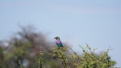 Tierisch was los im Zoo Rostock! – Farbenprächtige Gabelracken - FAMILIE