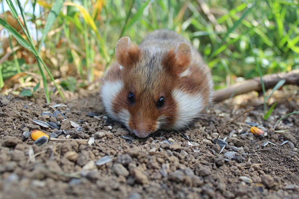 Internationale Hamsterkonferenz: Die Feldhamster sind zurück in der Region