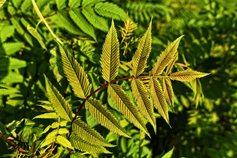 POL-HRO: Brand einer Gartenlaube-Polizei sucht nach Zeugen