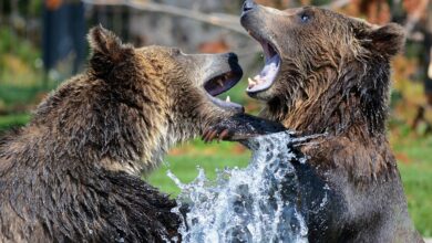 Revanche vor heimischem Publikum? Helios GRIZZLYS empfangen morgen Friedrichshafen