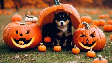 Das ist Halloween in Gelsenkirchen los