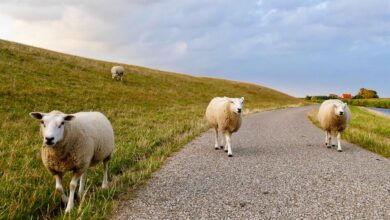 Energie durch Natur, Weite und Watt