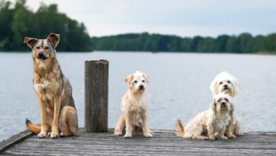 Heiße Debatte um Pastettener Rettungshundestaffel