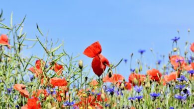 Gartenmöbel im Kreis Northeim bald wieder Teil der Sperrmüllabfuhr?