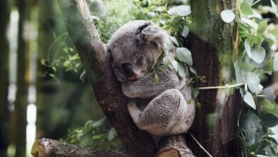 Flauschiger Pendler: Koala erkundet Bahnhof in Sydney