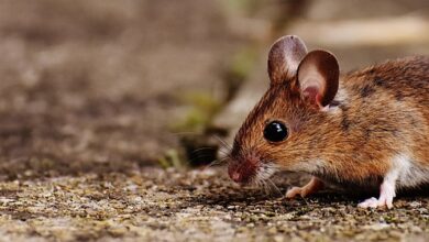 Heinrich-Pesch-Haus: Die Maus führt Familien zusammen - Ludwigshafen