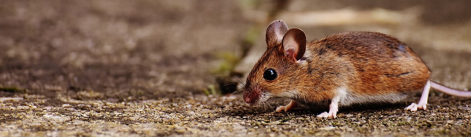 Heinrich-Pesch-Haus: Die Maus führt Familien zusammen - Ludwigshafen