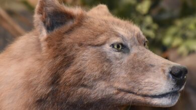 Märchenhafte Unfallgeschichte mit Wolf und Haase