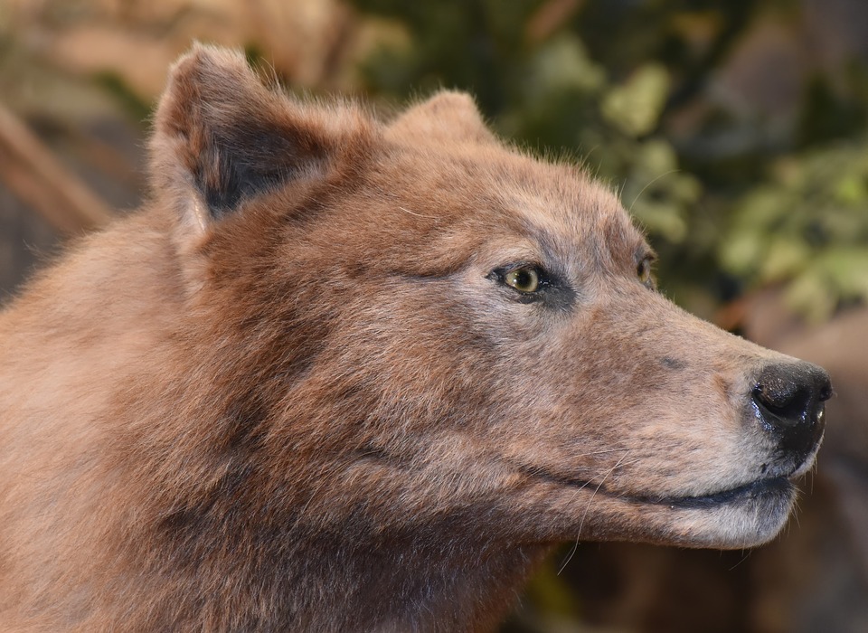 Märchenhafte Unfallgeschichte mit Wolf und Haase