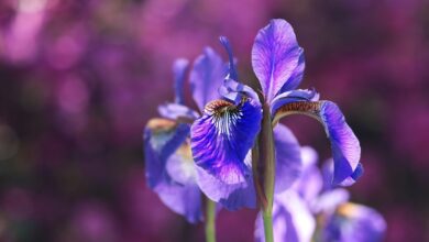 Im prachtvollen Garten von Anja Dzuballe trifft historischer Charme auf Biodiversität