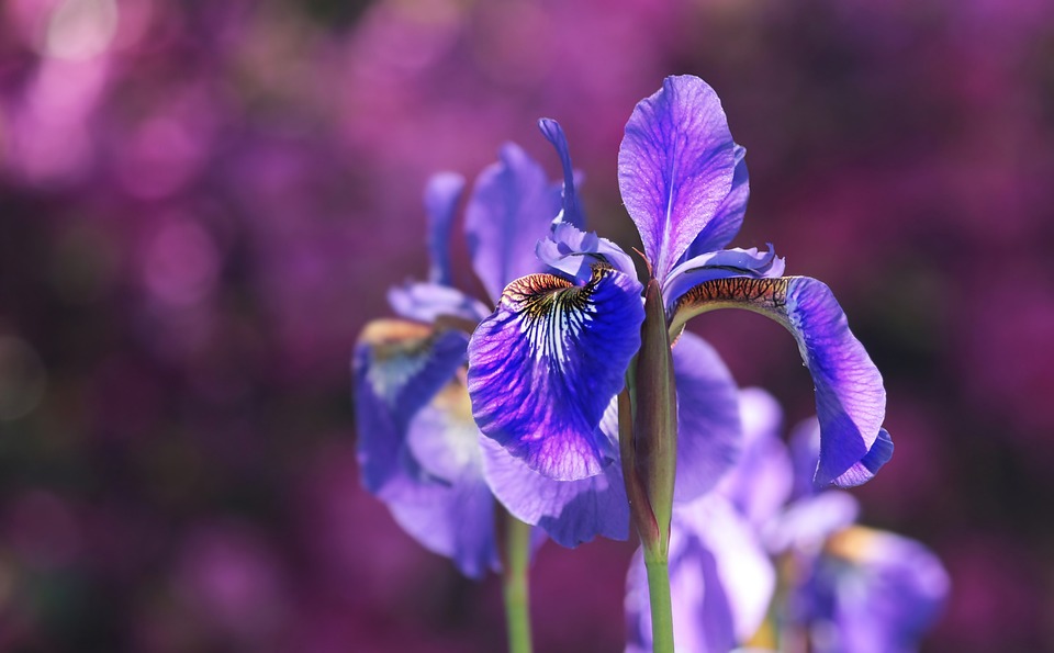 Im prachtvollen Garten von Anja Dzuballe trifft historischer Charme auf Biodiversität