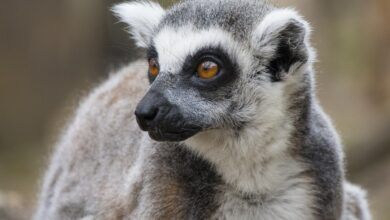 Zwei drollige „Minis“ sind neu in der Tierpark-Familie