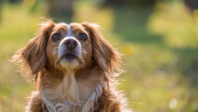 POL-BI: Pfeffersprayeinsatz an Hundewiese